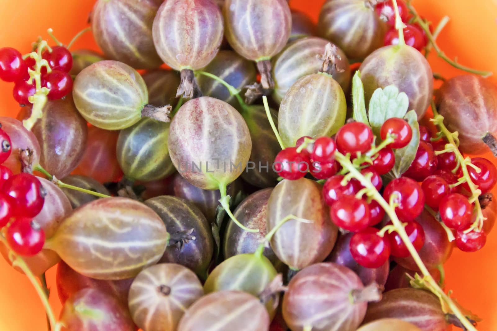 Background with fresh gooseberries and red currants