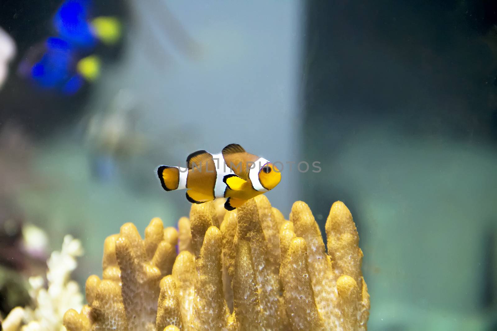 One small orange clown fish swimming on reef background