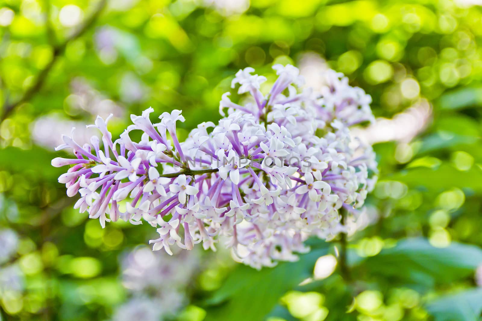 One inflorescence pale purple lilac by Julialine
