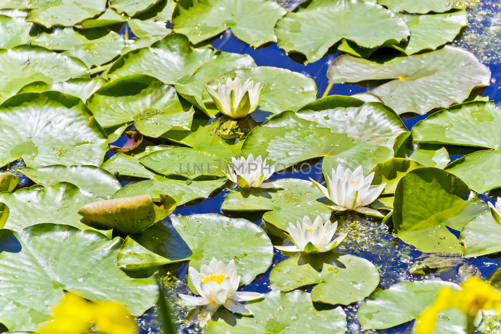 Lake with water lily and frog by Julialine