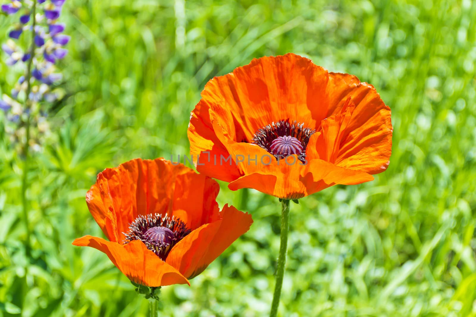 Two red poppys on green background in sun light