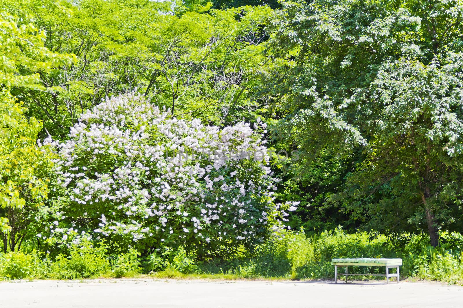 Empty bench near large lilac bush by Julialine