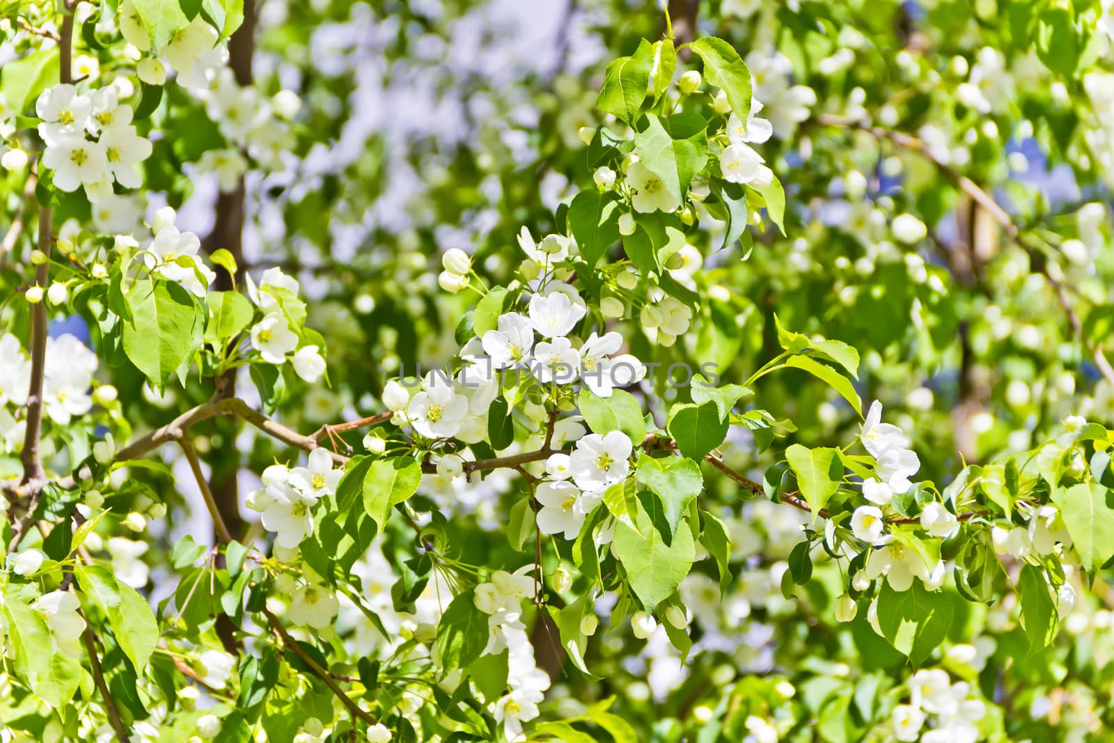 Green branch with white apple flowers by Julialine