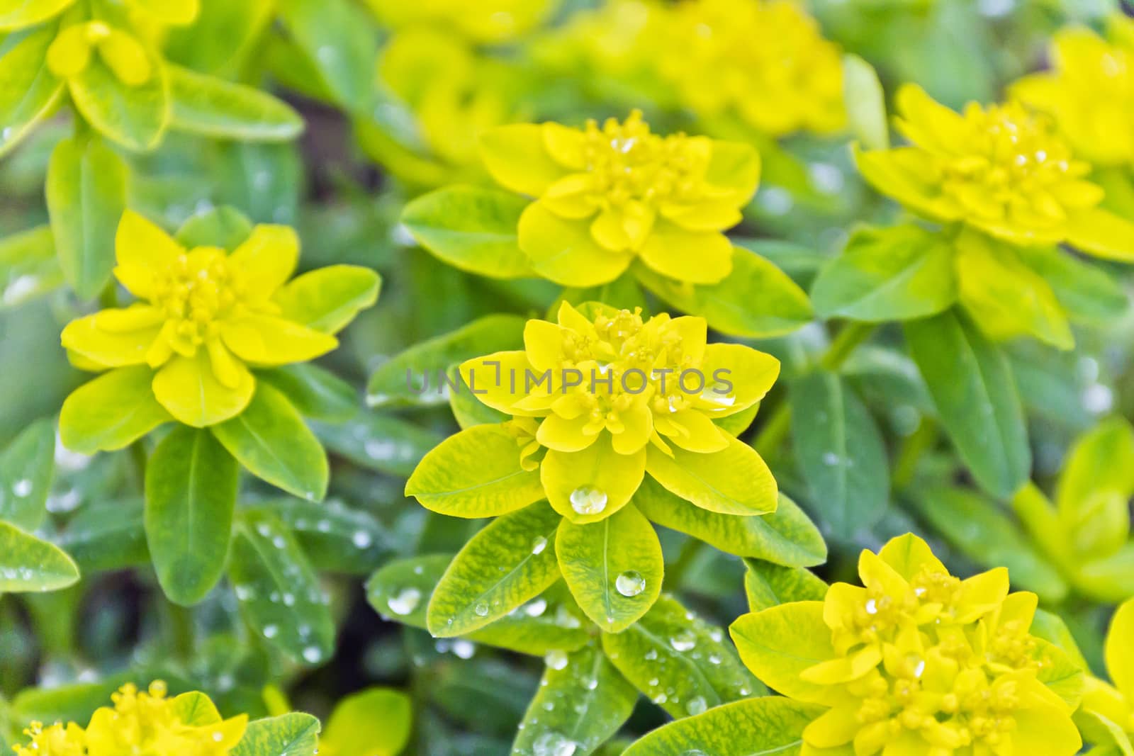 Yellow flowers on green background in summer time