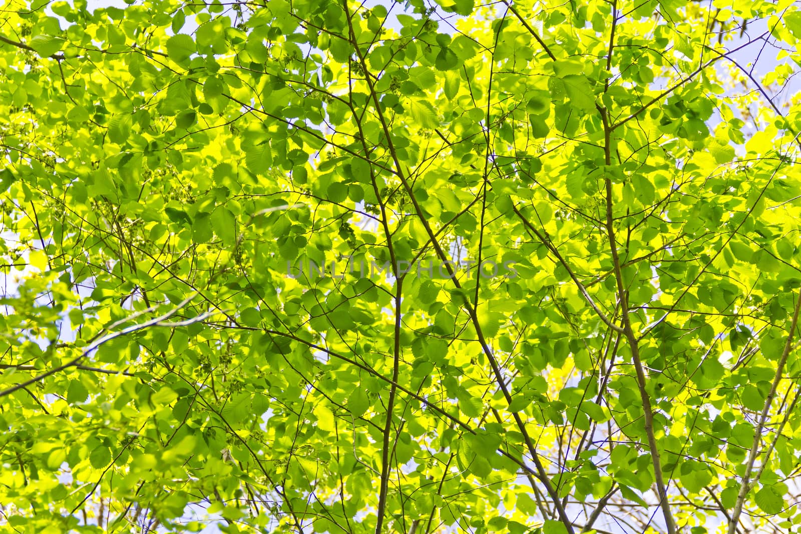 Green foliage with sun light by Julialine