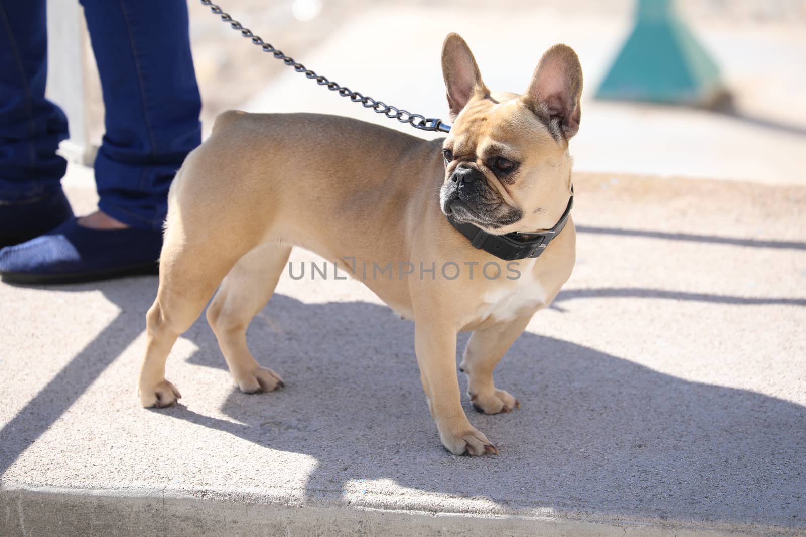 Close Up Portrait of a Beautiful French Bulldog Dog on a Leash