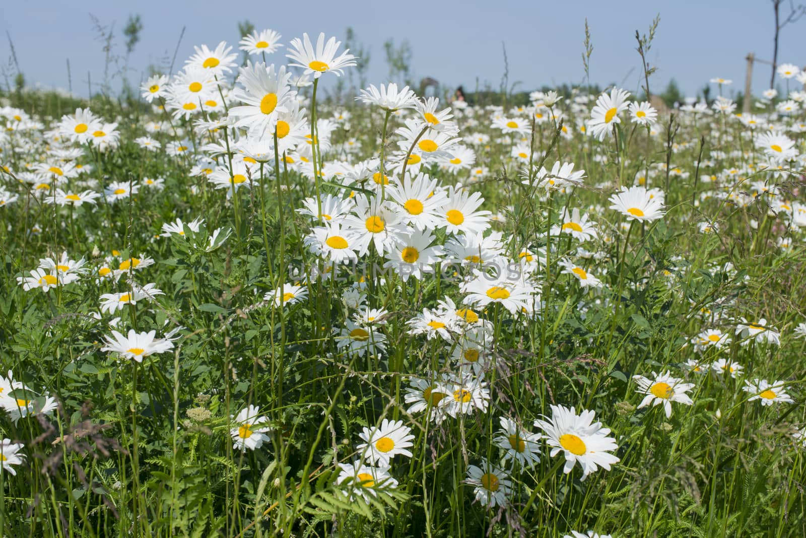 wild white daisy flowering when the spring season starts in the garden with blue sky