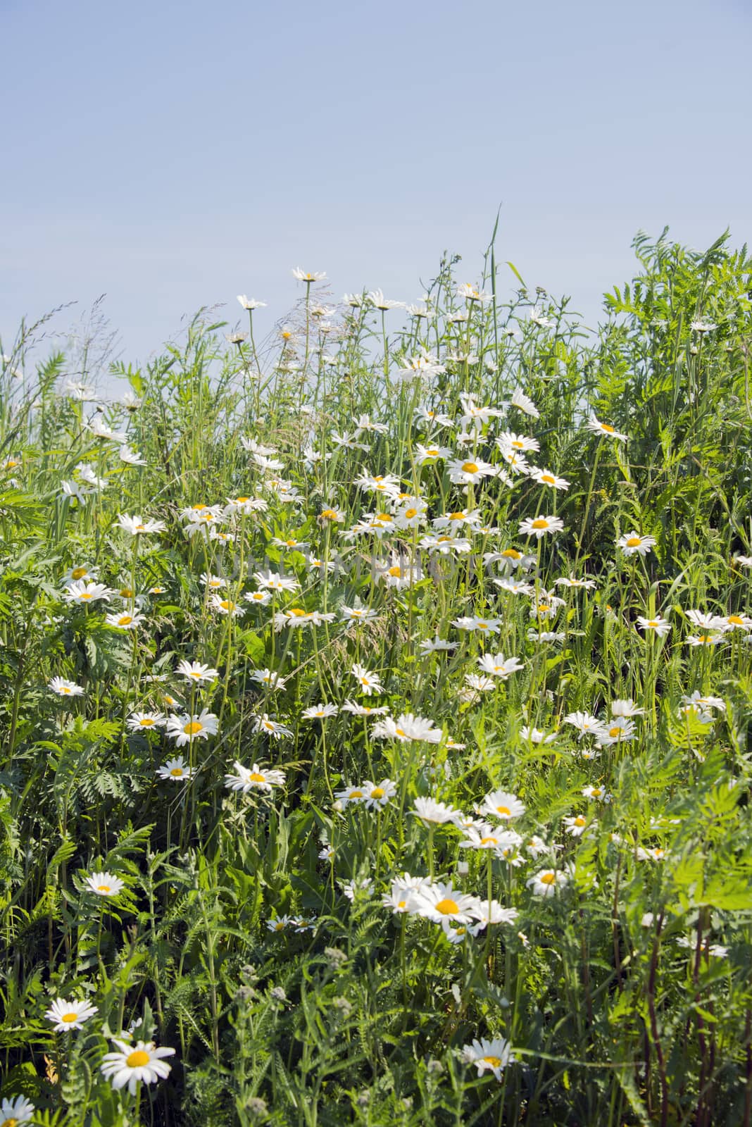 wild white daisy flowering when the spring season starts in the garden with blue sky