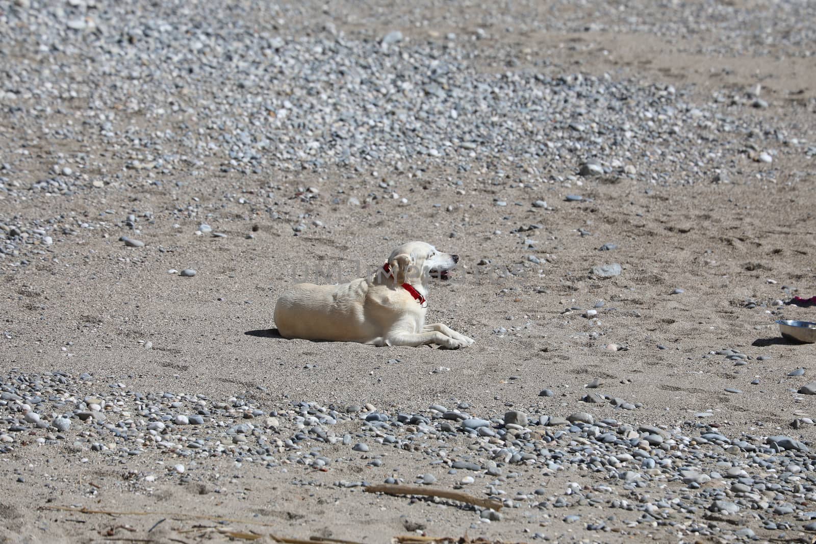 White Dog Lying Down At The Beach  by bensib