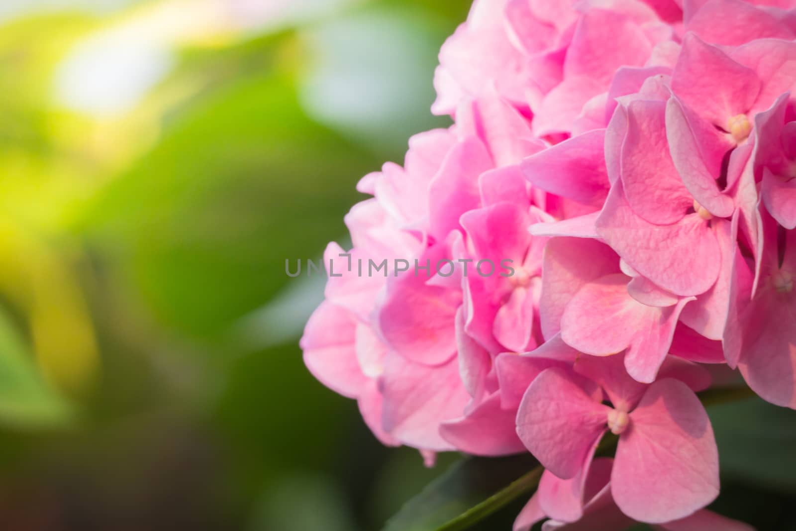 The background image of the colorful flowers, background nature