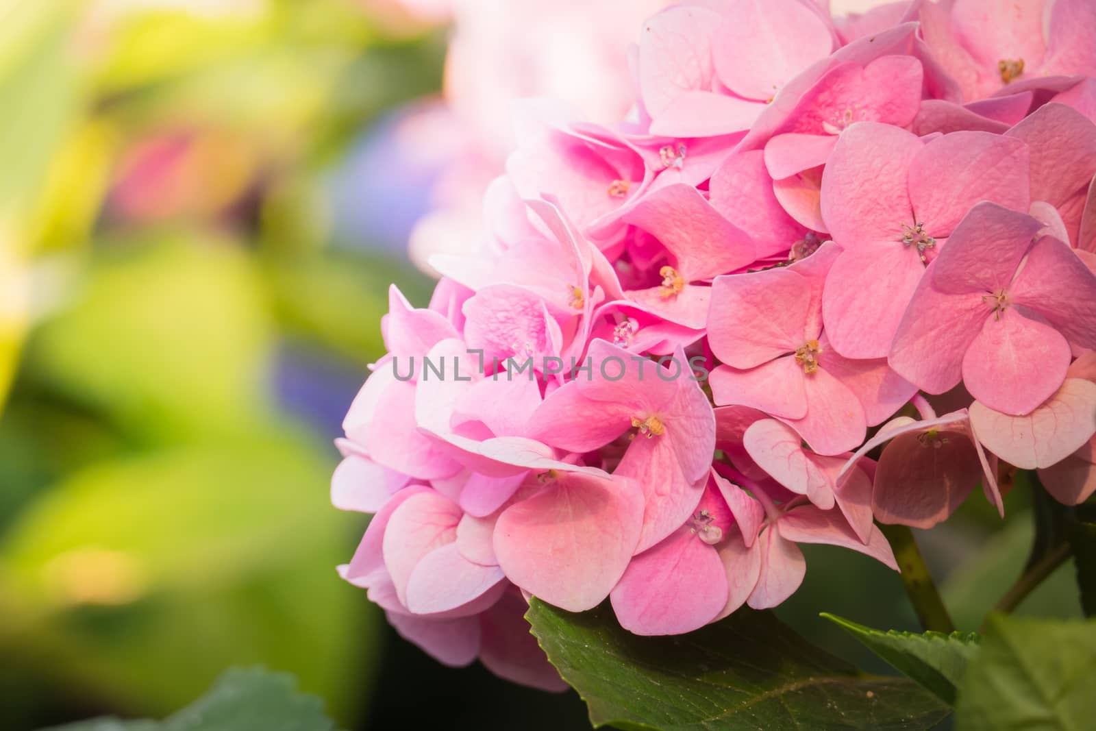 The background image of the colorful flowers, background nature