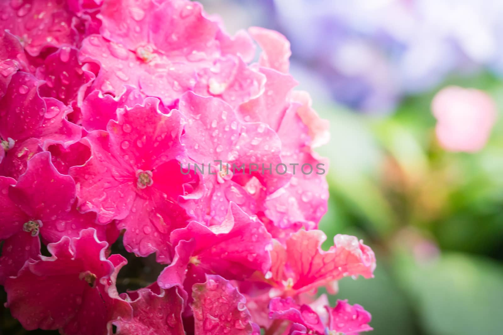 The background image of the colorful flowers by teerawit