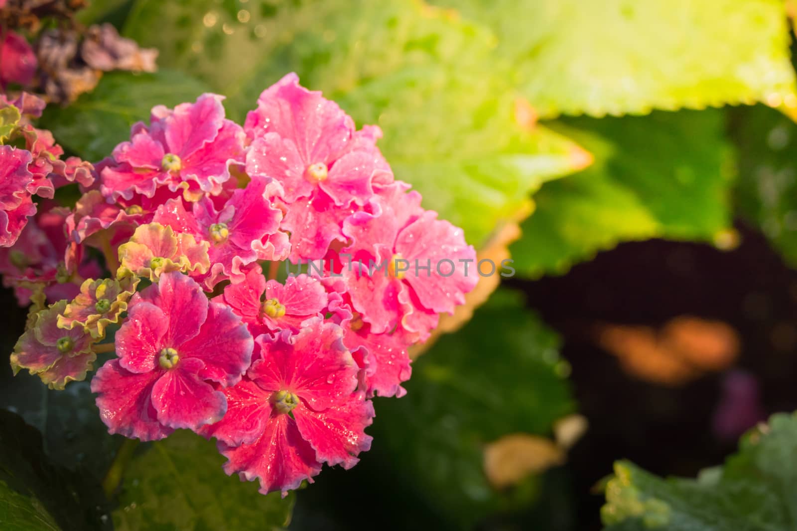 The background image of the colorful flowers by teerawit