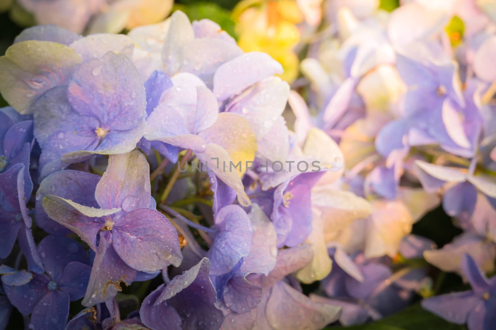 The background image of the colorful flowers, background nature