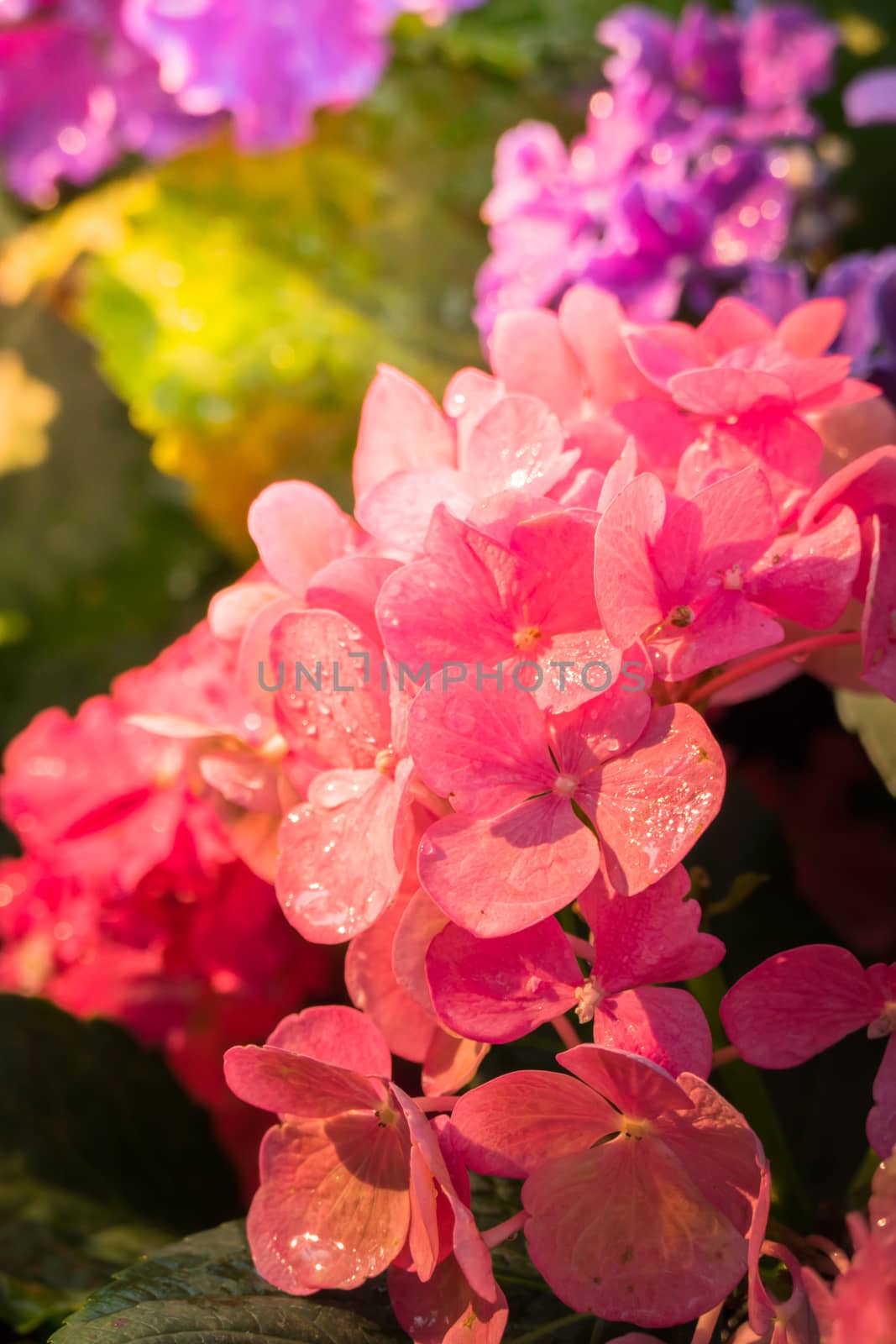 The background image of the colorful flowers by teerawit