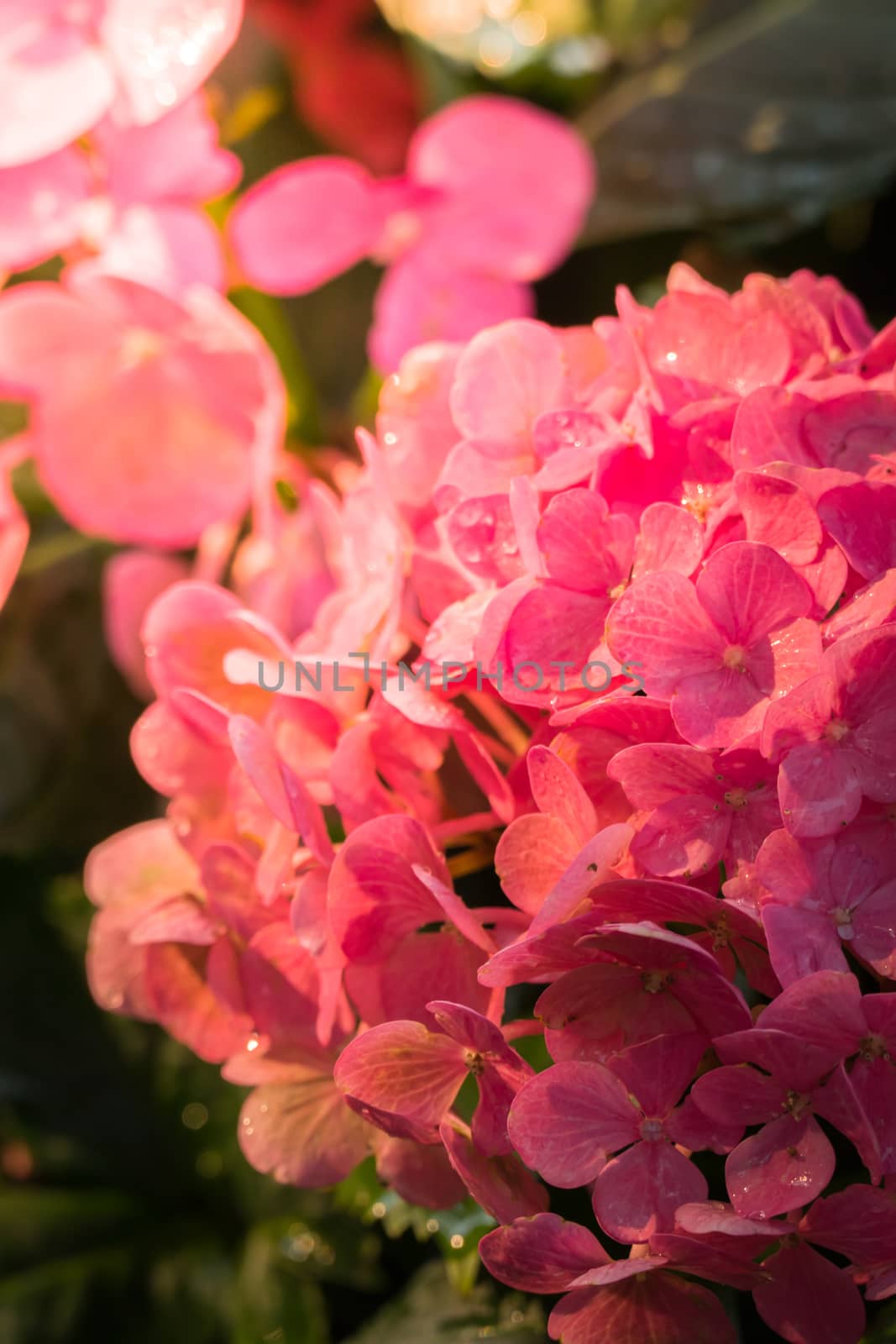 The background image of the colorful flowers, background nature