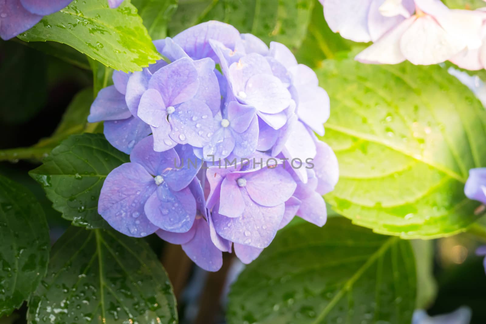 The background image of the colorful flowers, background nature