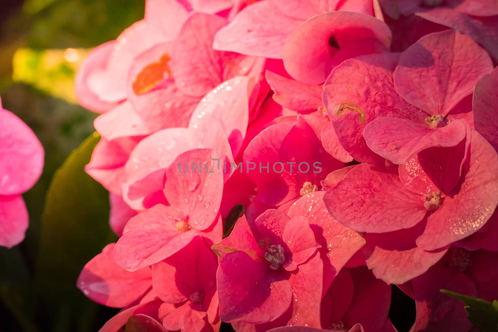 The background image of the colorful flowers by teerawit