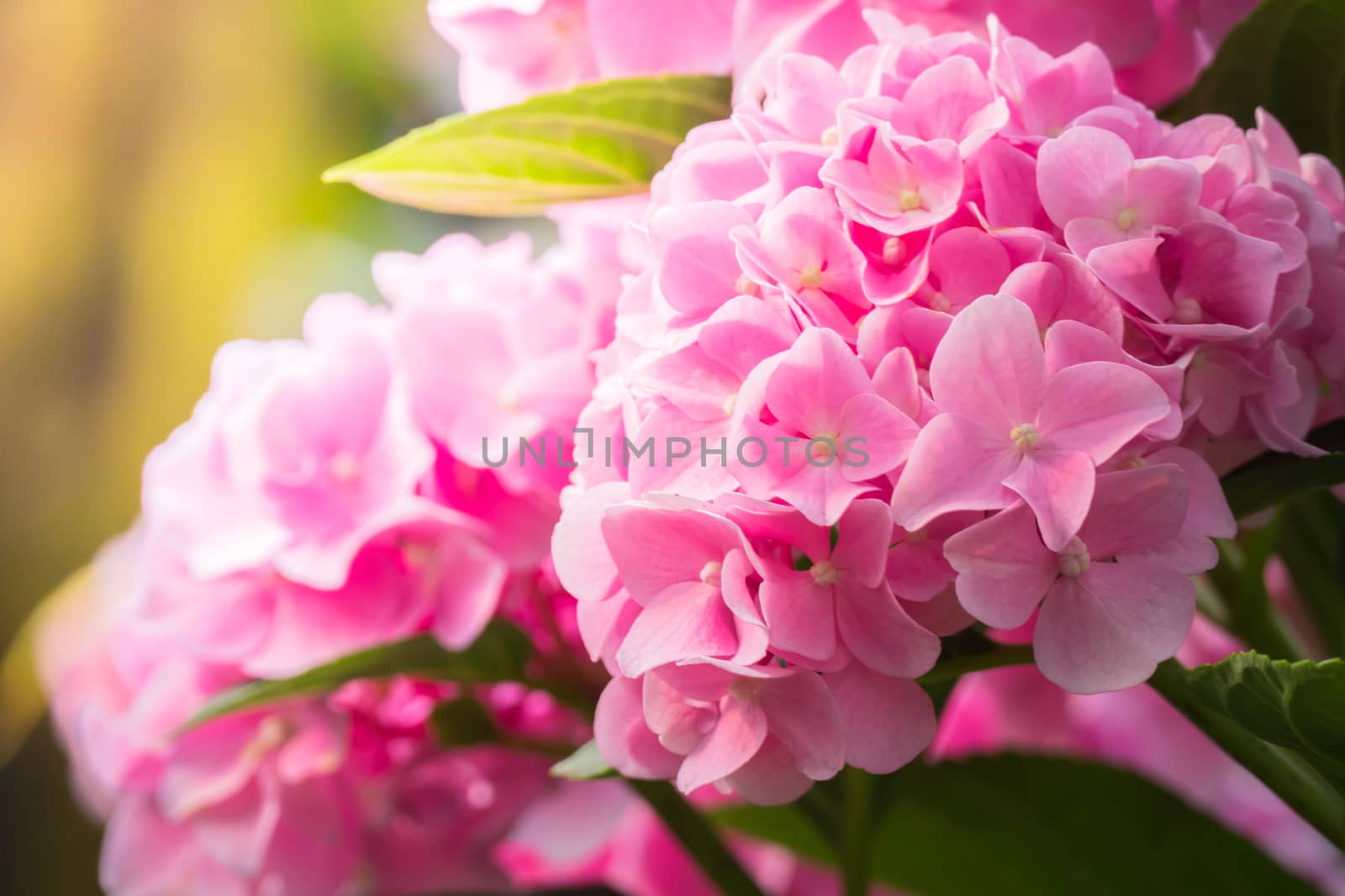 The background image of the colorful flowers, background nature