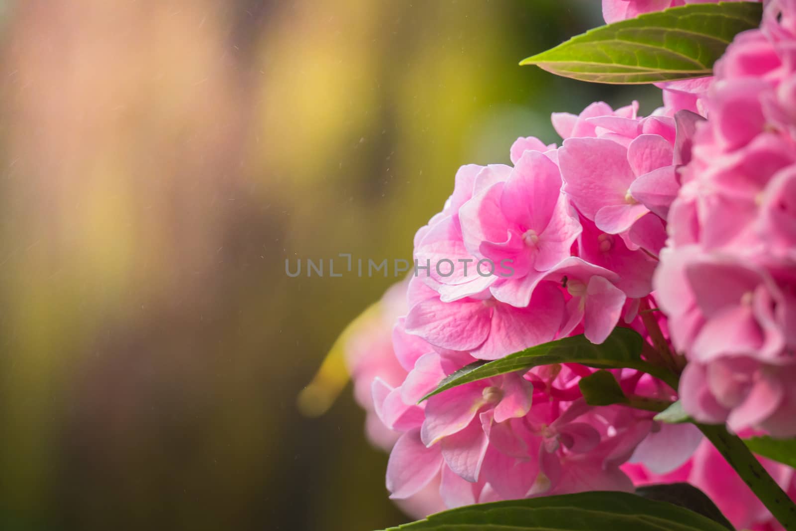 The background image of the colorful flowers by teerawit