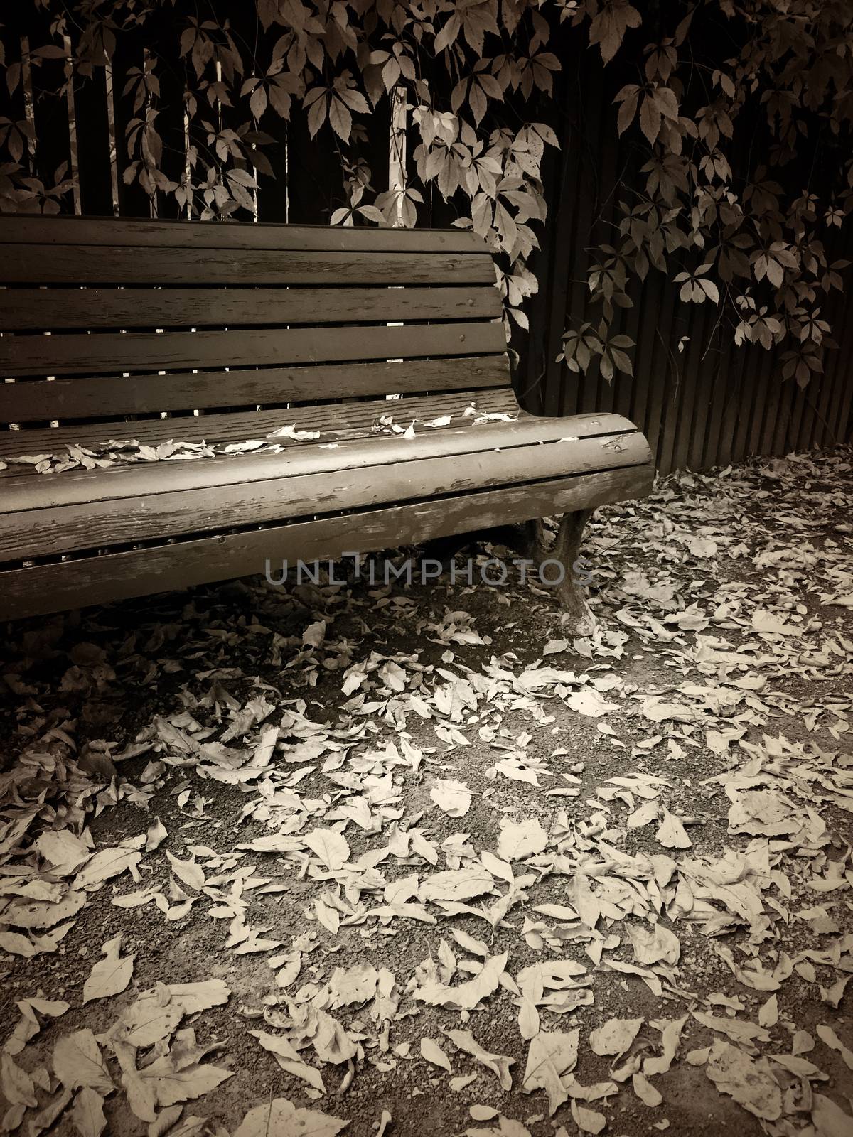 Wooden bench in autumn park, with fallen leaves on the ground. Vintage style sepia toned image.