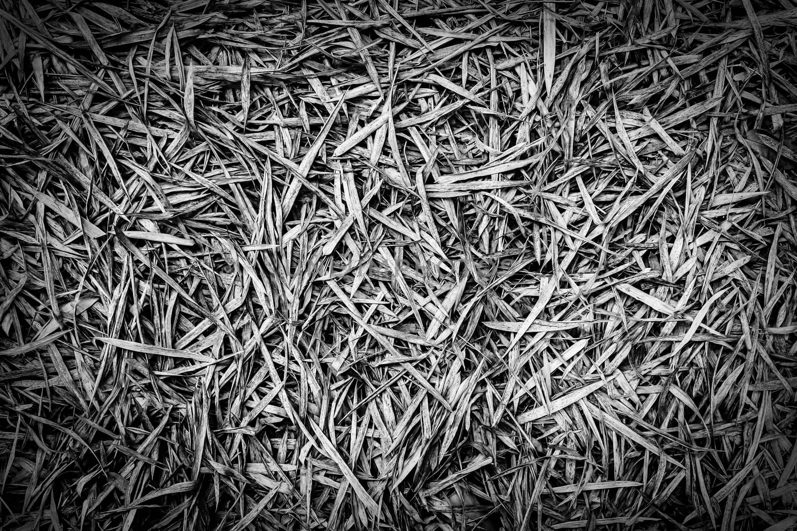 Close up of dry bamboo leaves on the ground, by simpleBE