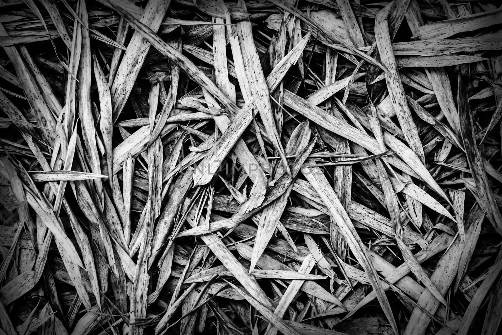 Close up of dry bamboo leaves on the ground, by simpleBE