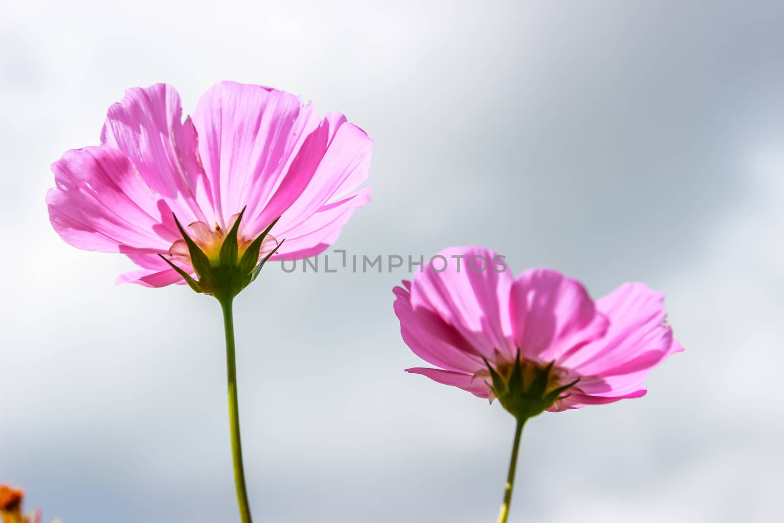 Colorful cosmos flower blooming in the field with blue sky, Soft focus.