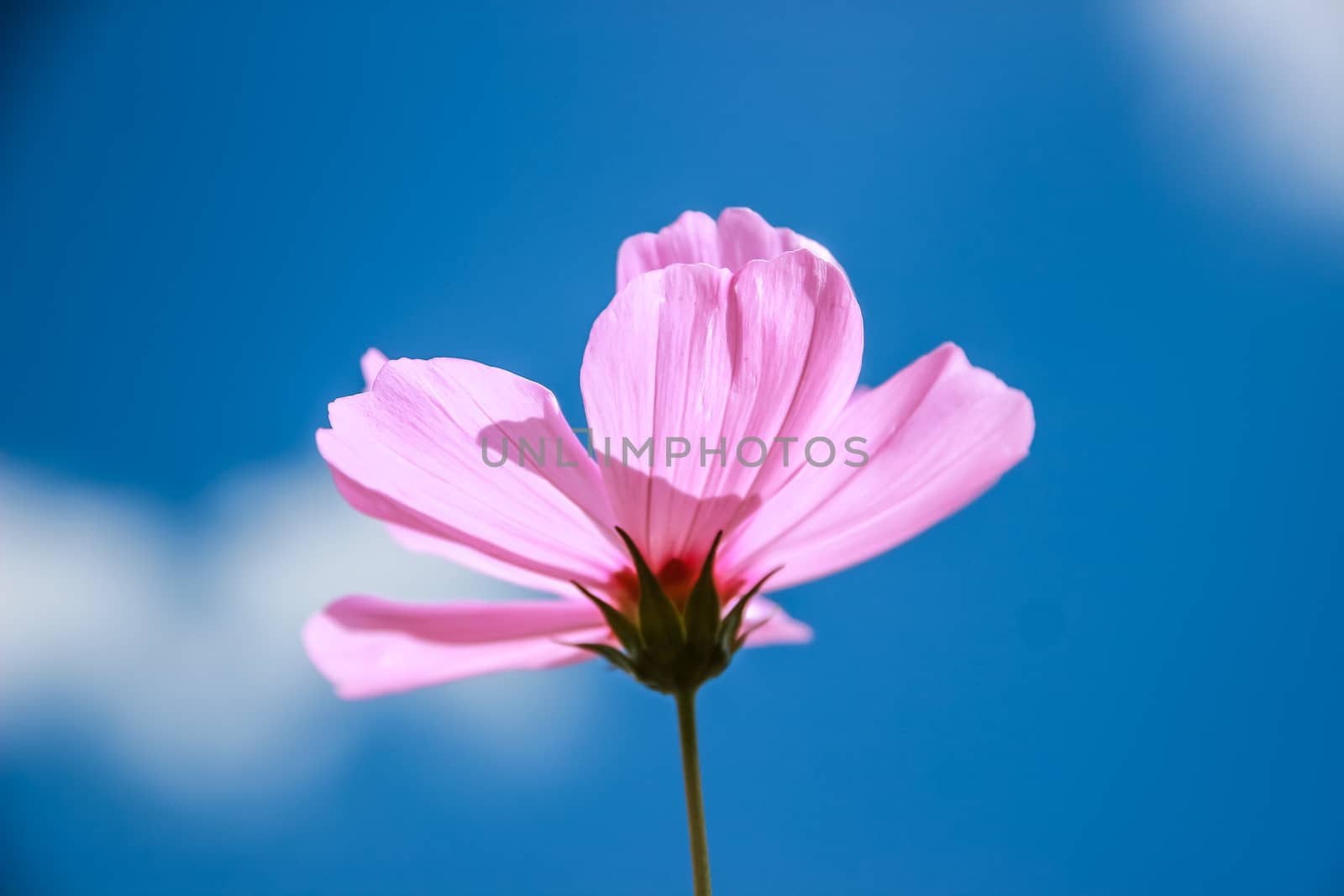 Colorful cosmos flower blooming in the field by simpleBE