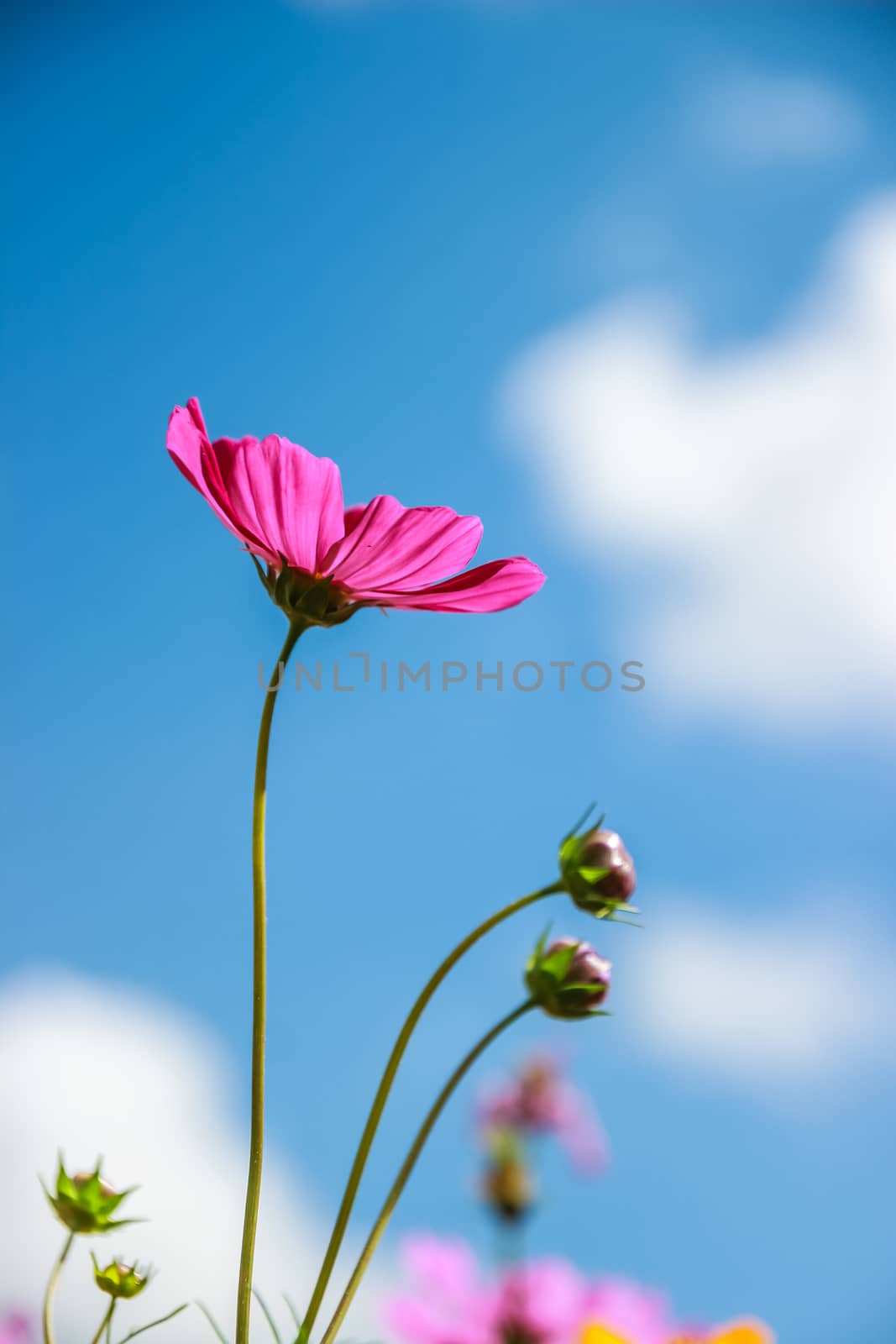 Colorful cosmos flower blooming in the field with blue sky, Soft focus.