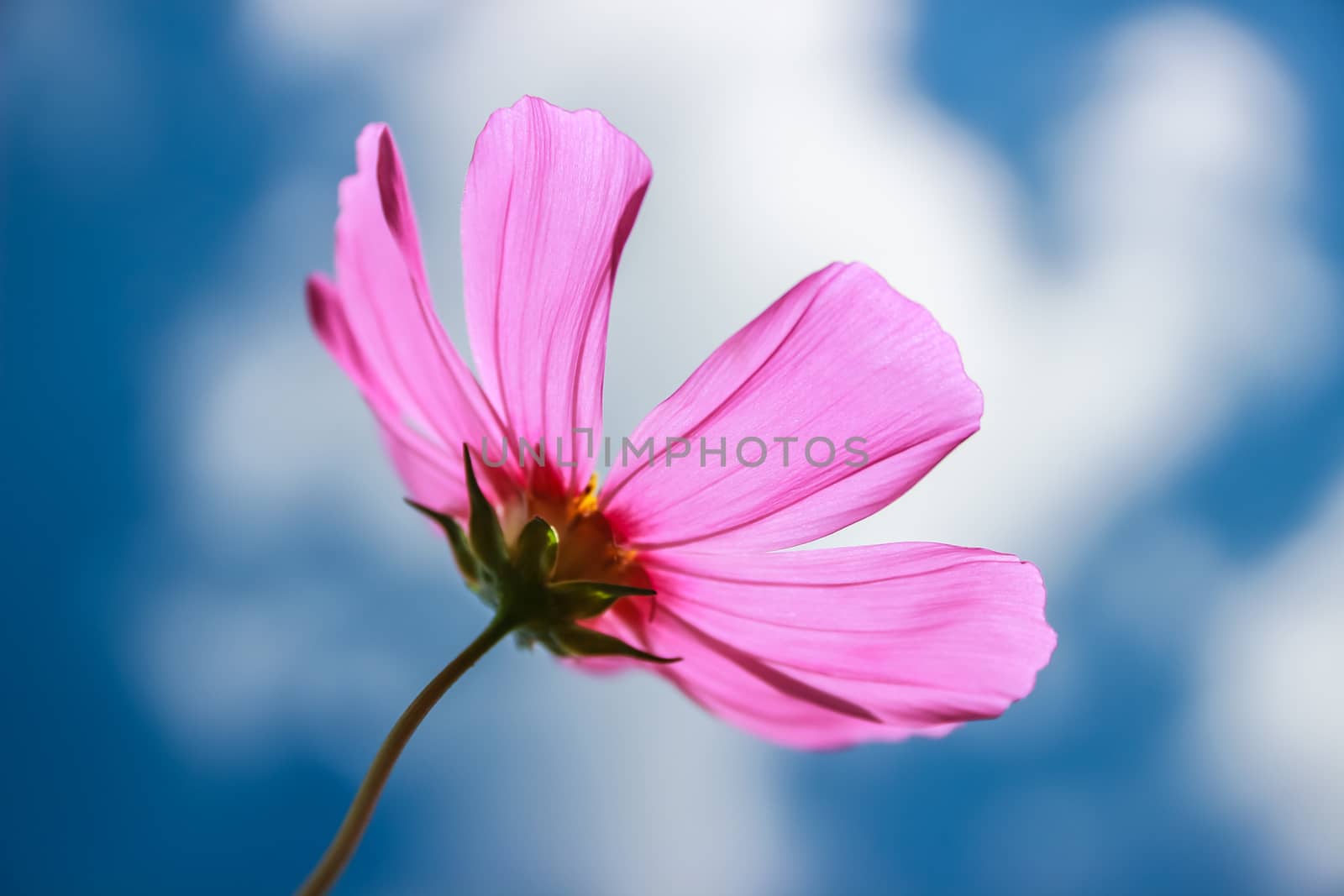 Colorful cosmos flower blooming in the field by simpleBE