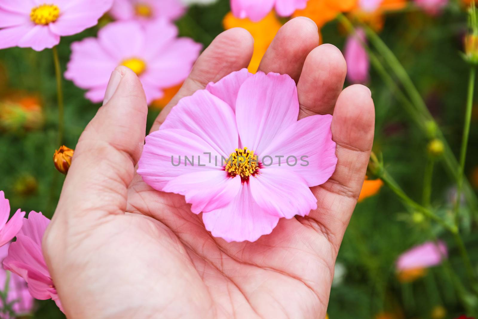 Colorful cosmos flower blooming in the field, on hand with care and gentle touch