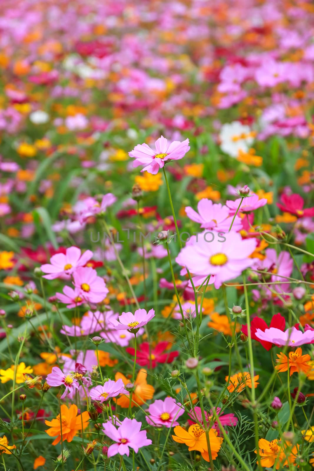 Colorful cosmos flower blooming in the field, Soft focus.