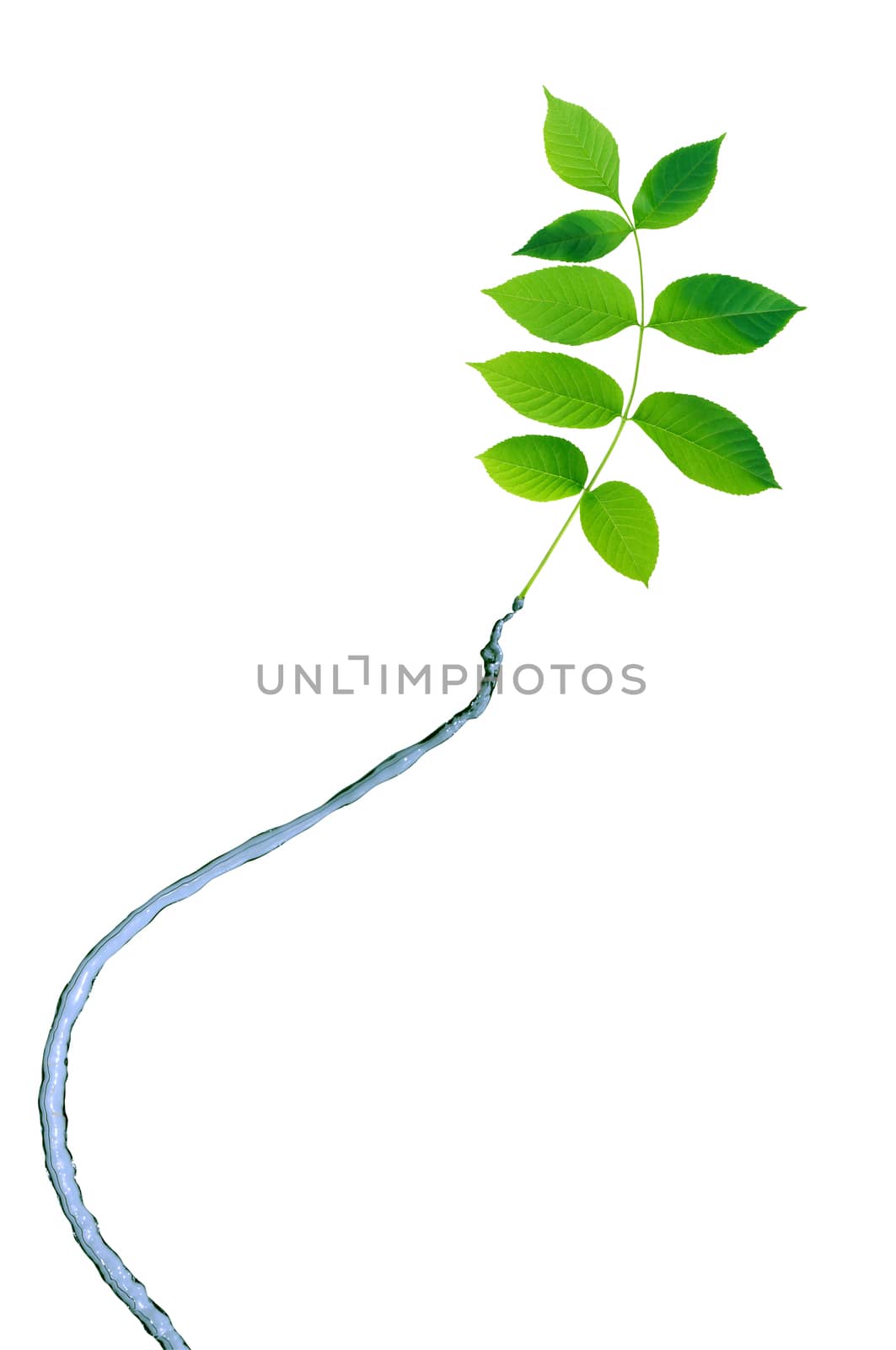 Freshness green leaves with water jet on white background
