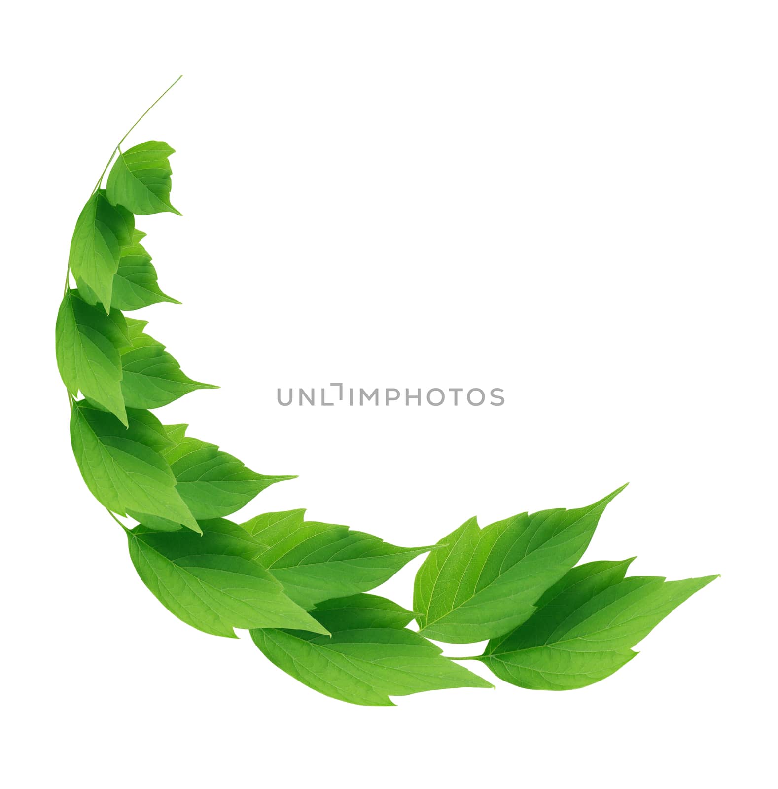Ecology concept. Freshness green leaves as wreath on white background