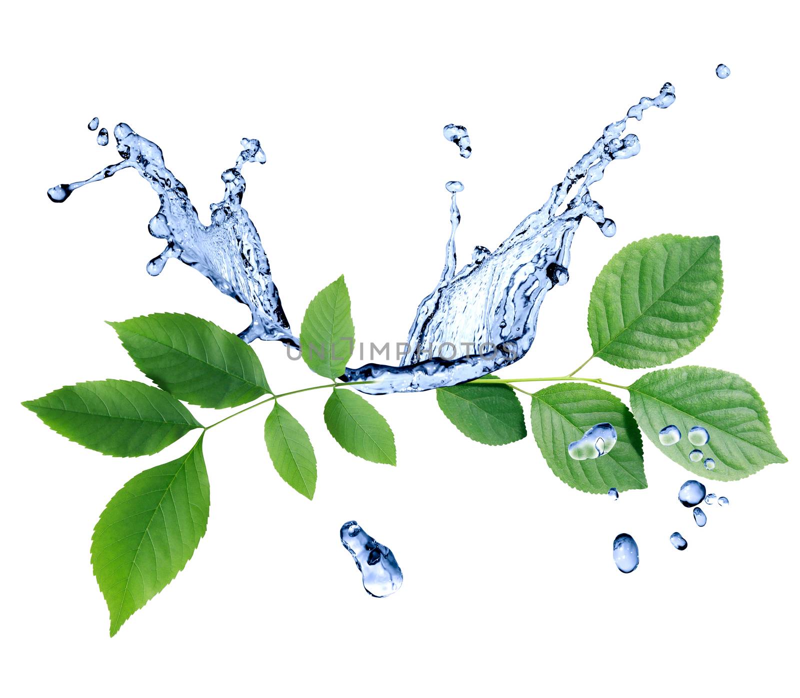 Freshness green leaves with water splash on white background