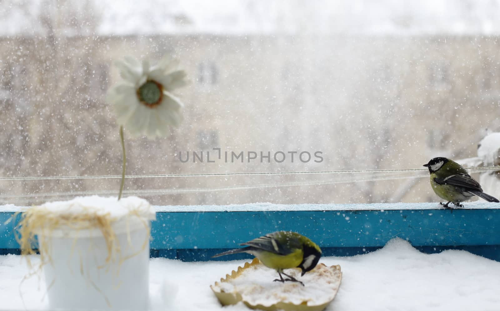 The bird has sat down on the bird feeder and eats grain in the winter. the city and the big house in the background.the flower is frozen, the snow is falling. The front and back are blurred.