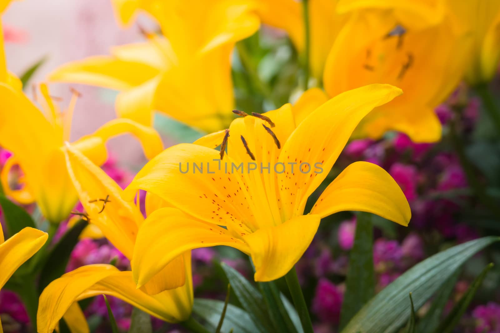 The background image of the colorful flowers by teerawit