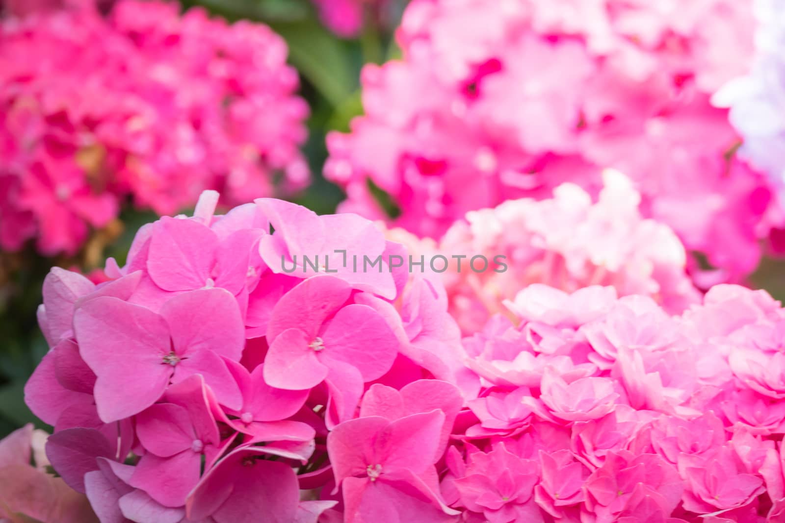 The background image of the colorful flowers, background nature