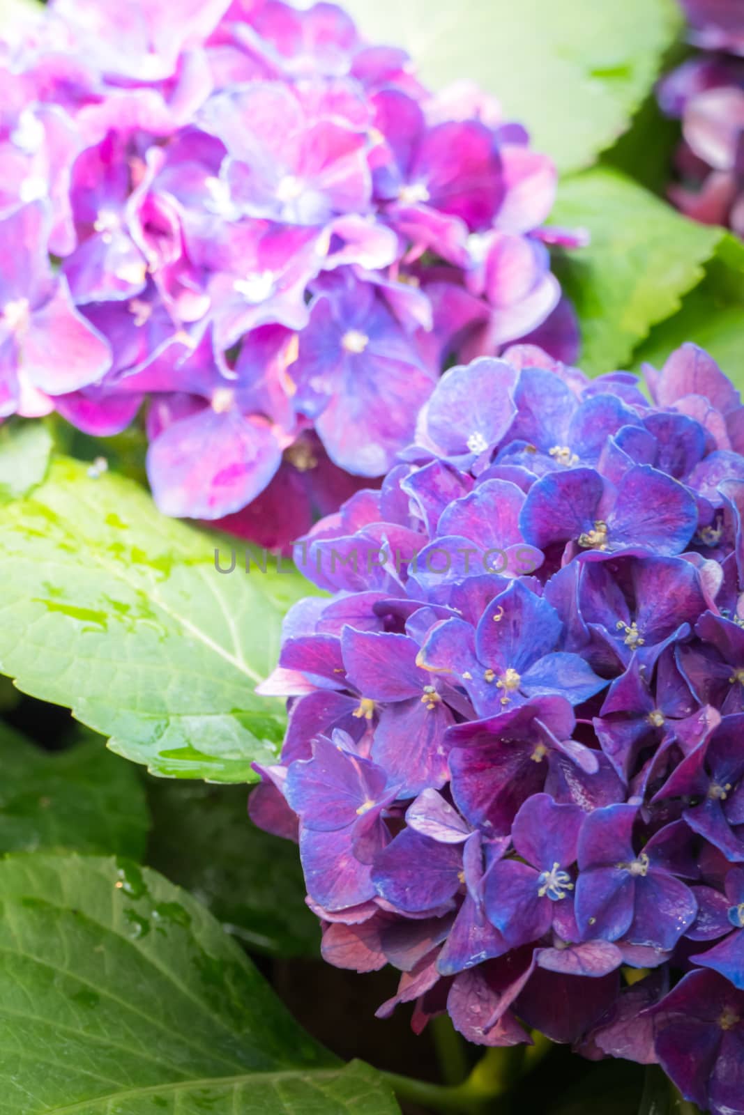 The background image of the colorful flowers, background nature