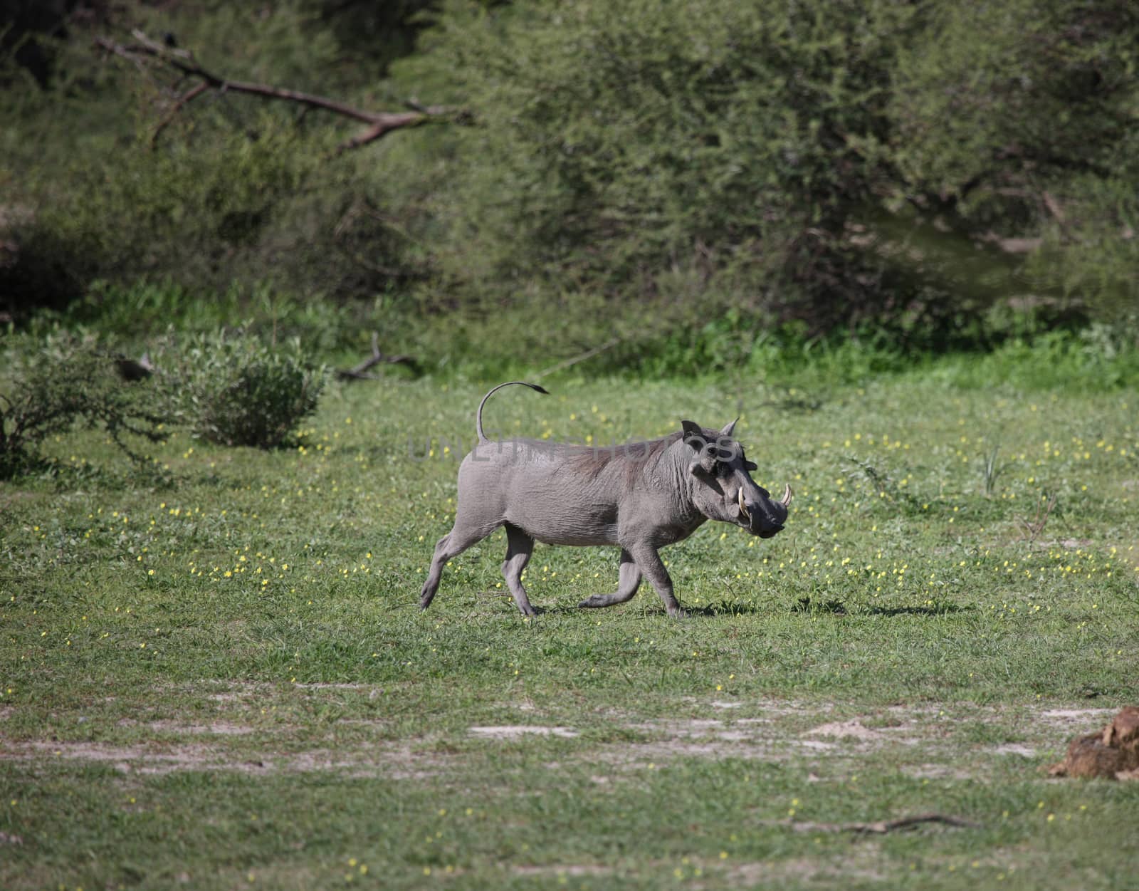 wild warthog pig dangerous mammal africa savannah Kenya by desant7474