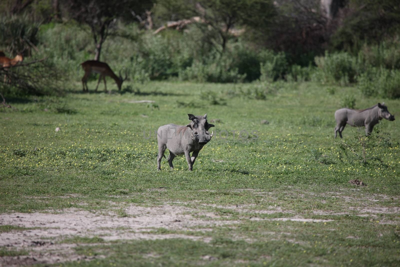 wild warthog pig dangerous mammal africa savannah Kenya by desant7474