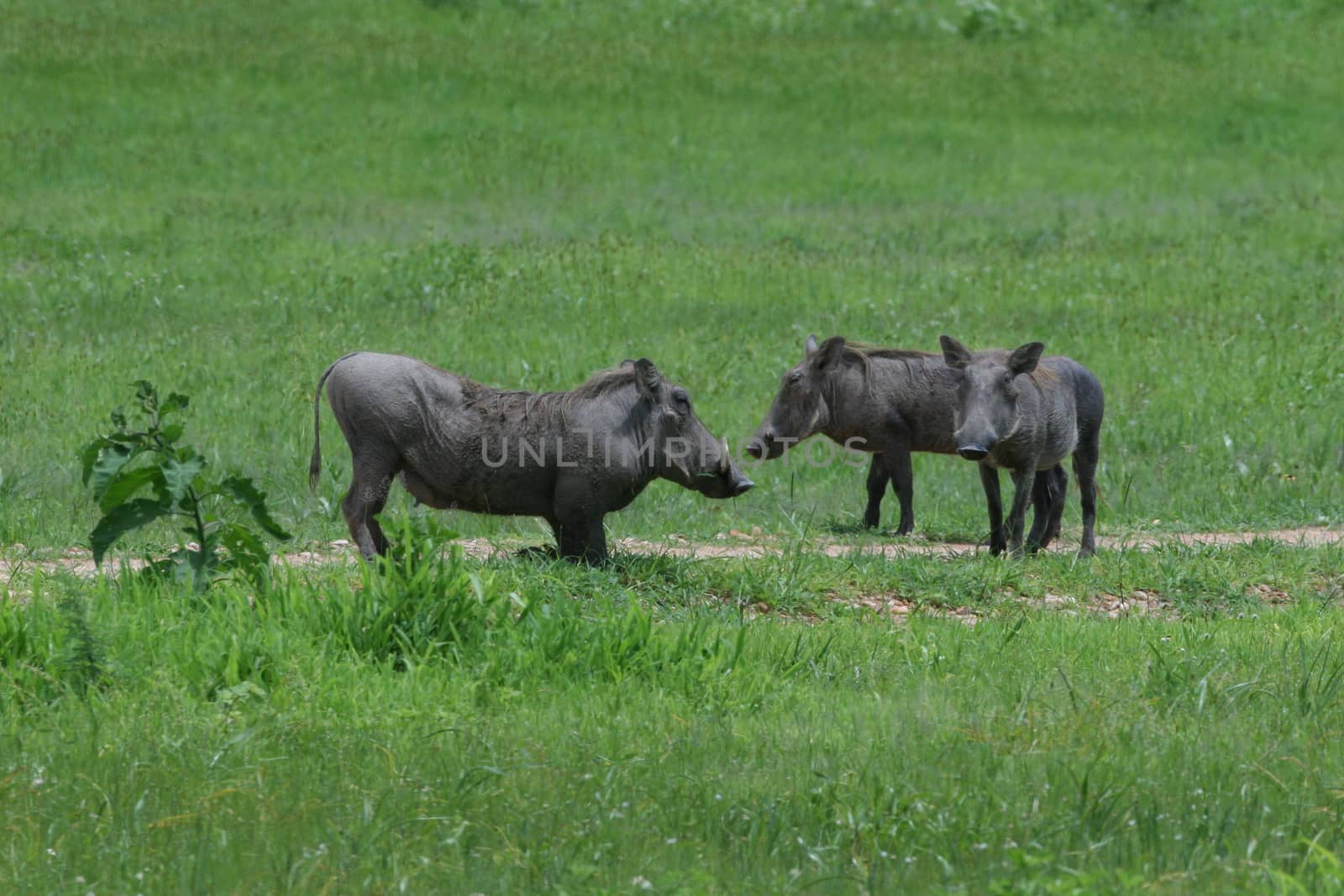 wild warthog pig dangerous mammal africa savannah Kenya