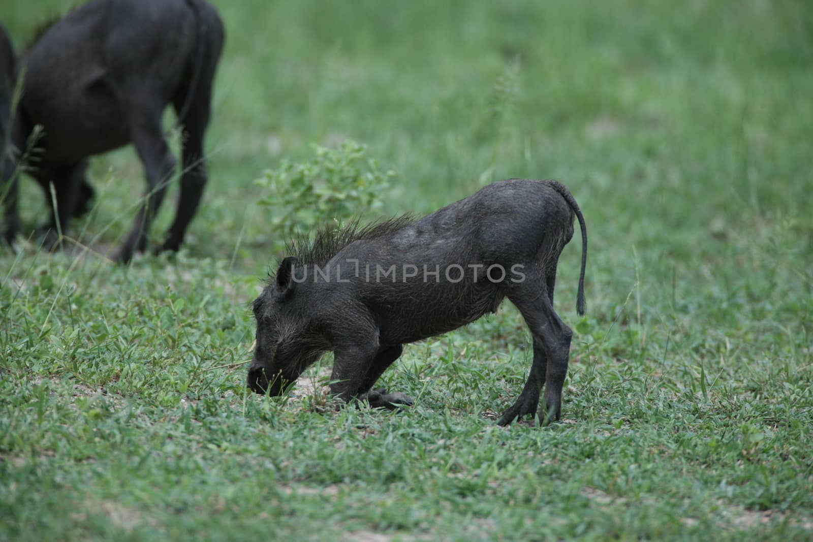 wild warthog pig dangerous mammal africa savannah Kenya