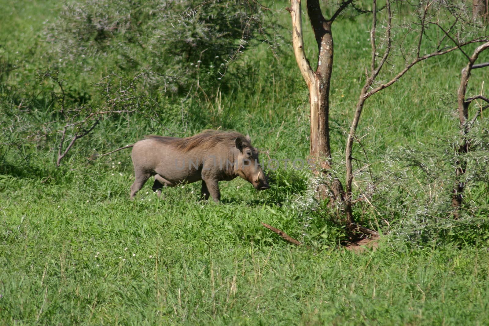 wild warthog pig dangerous mammal africa savannah Kenya by desant7474