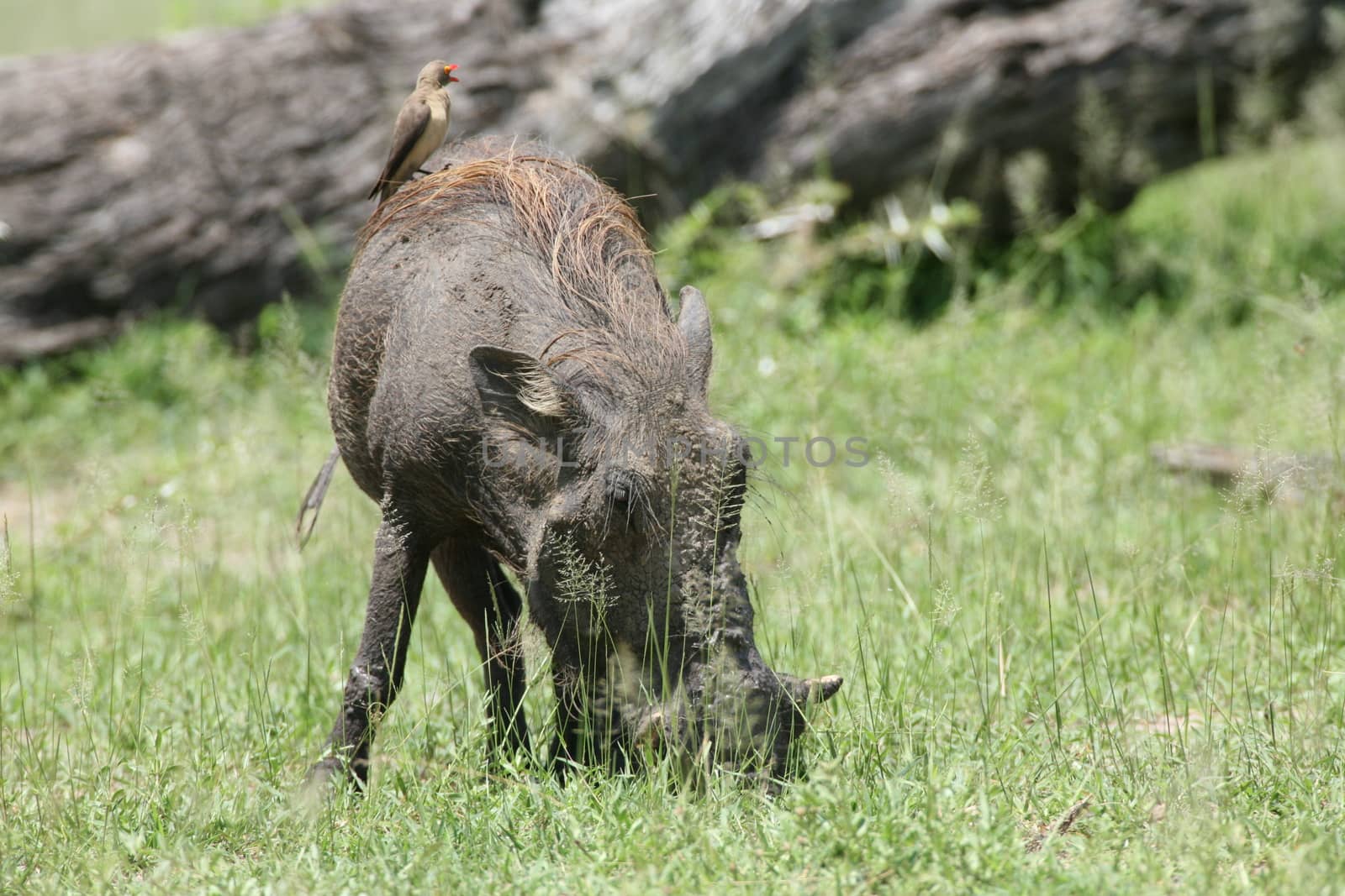 wild warthog pig dangerous mammal africa savannah Kenya by desant7474