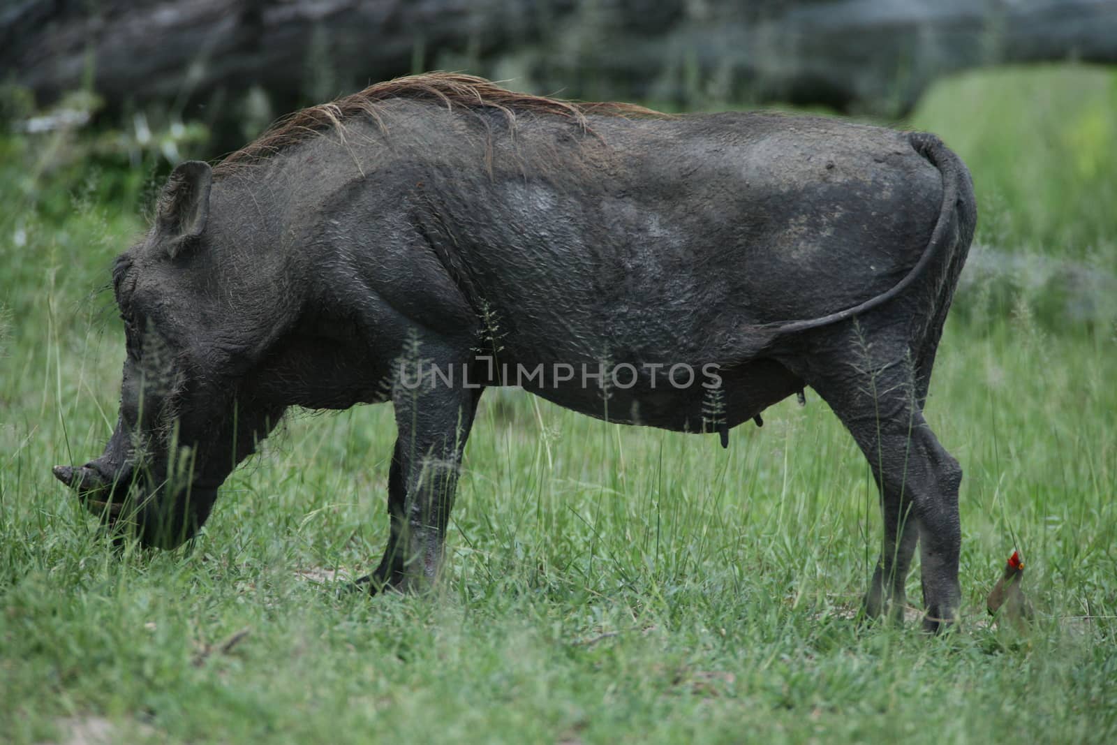 wild warthog pig dangerous mammal africa savannah Kenya