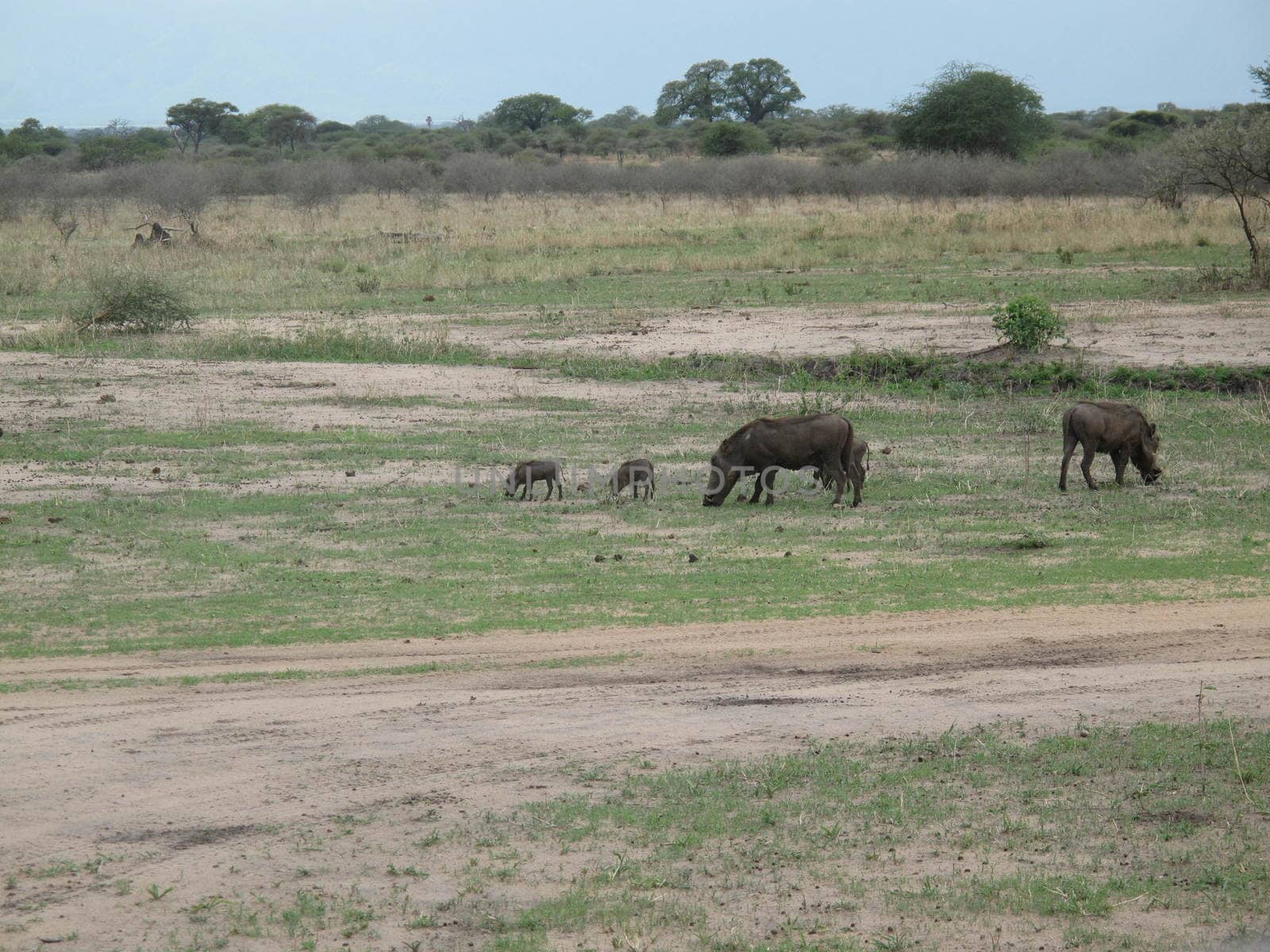 wild warthog pig dangerous mammal africa savannah Kenya by desant7474