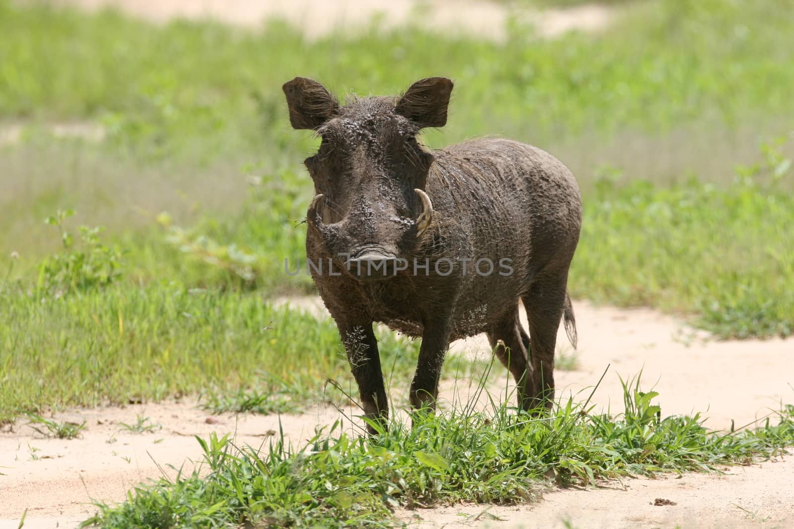 wild warthog pig dangerous mammal africa savannah Kenya by desant7474