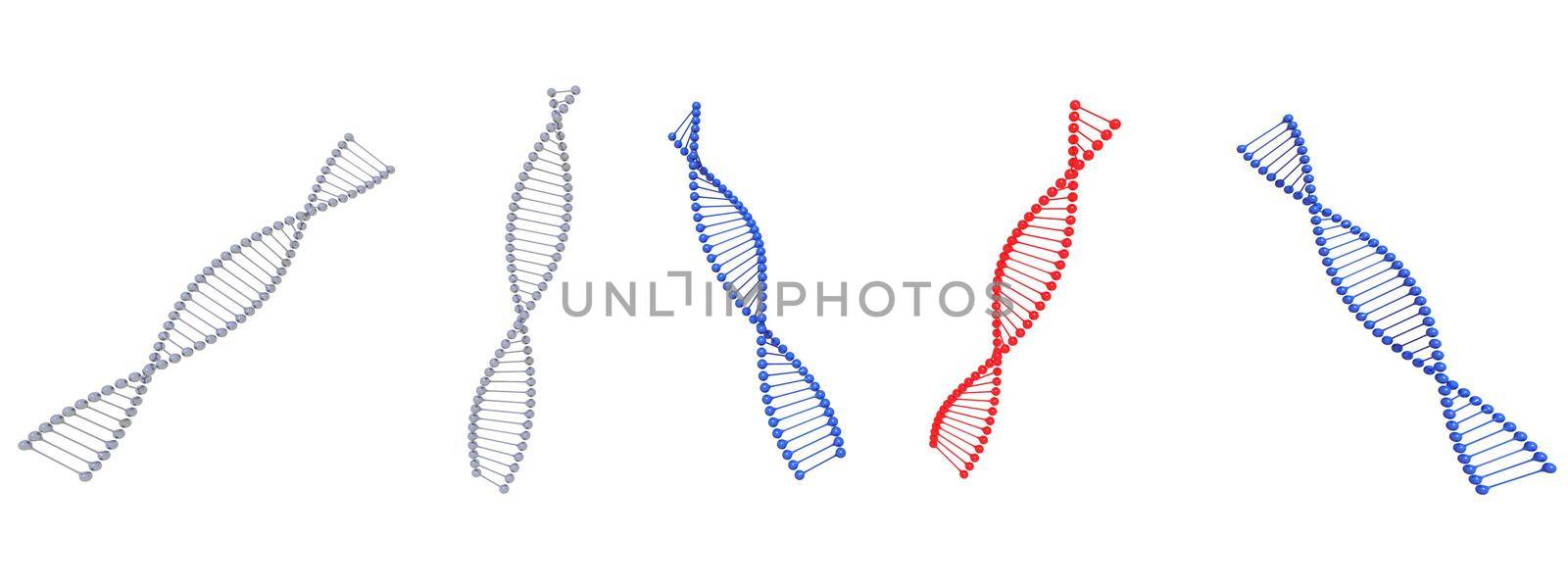 dna symbol blue and red on it isolated in white background - 3d rendering